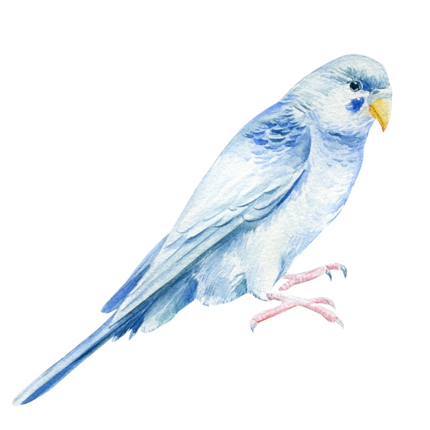 Υδατογραφία τροπικό πουλί, budgie σε λευκό φόντο, βοτανική ζωγραφική. Γλυκό κατοικίδιο - Φωτογραφία, εικόνα