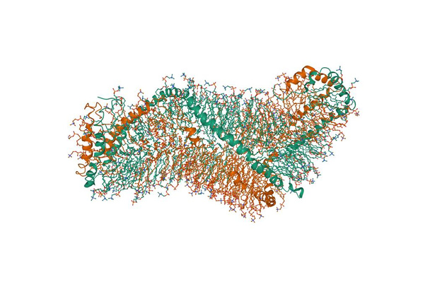 Ratkaisurakenne kaksinkertainen superhelix malli high density lipoprotein, 3D sarjakuva malli, valkoinen tausta - Valokuva, kuva