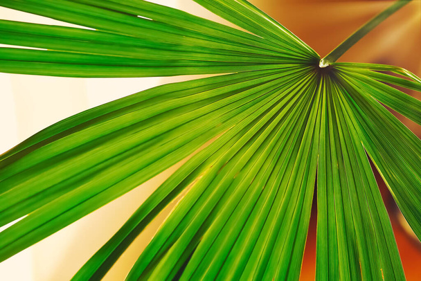 Fondo borroso floral abstracto con hojas de palma y rayos de sol, tonificado, borroso - Foto, Imagen