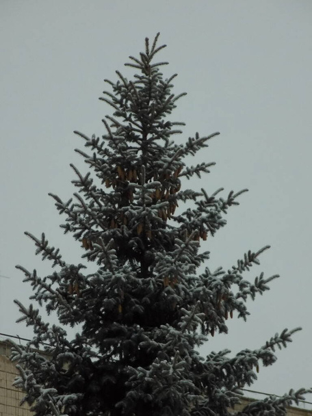 Świerk kolczasty, niebieski lub Colorado (Picea pungens Engelm.)           - Zdjęcie, obraz