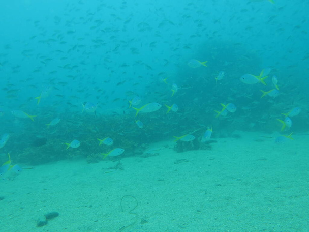 Fishes found at artificial reef area in Redang Island, Malaysia - Photo, Image