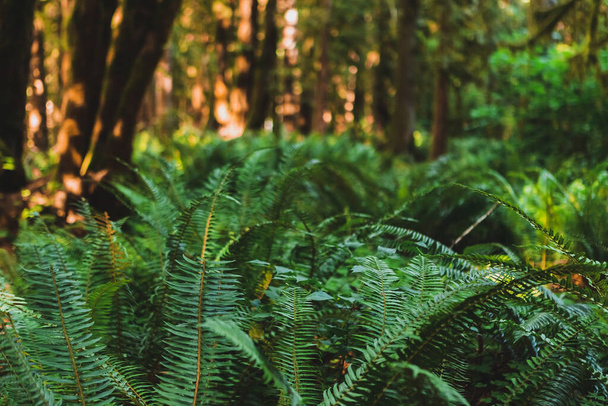 Saniaisia syvän vihreän Sammakon metsässä. Vihreä kesätausta - Valokuva, kuva