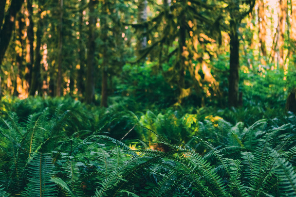 Přírodní zázemí s hlubokým zeleným Mossy Forest s kapradinami v popředí - Fotografie, Obrázek