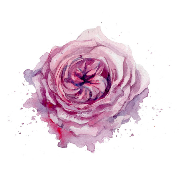 pink flower pink-purple pink spots on white background isolated rose - Zdjęcie, obraz