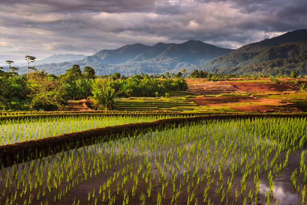 Panoramablick auf die Reisfelder mit dem Spiegelbild des Himmels auf dem Wasser und den Reisfeldern - Foto, Bild