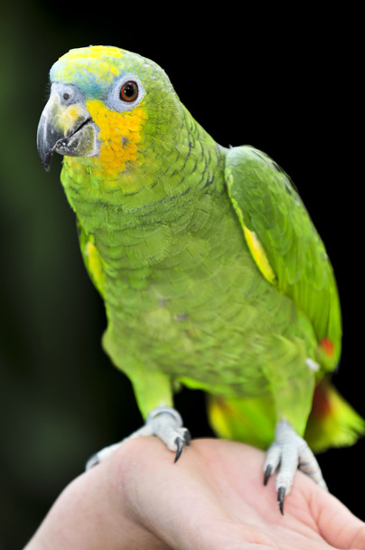 Yellow-shouldered Amazon parrot - Foto, imagen