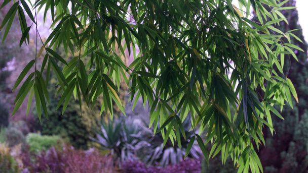竹林とピンクのムーブ植物と美しい英語の夏の庭のシーン - 写真・画像