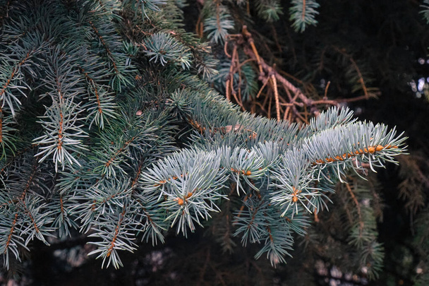 Thorny spruce branches of a bluish color. - Photo, Image