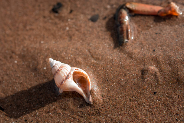 イギリスの砂浜の貝は - 写真・画像