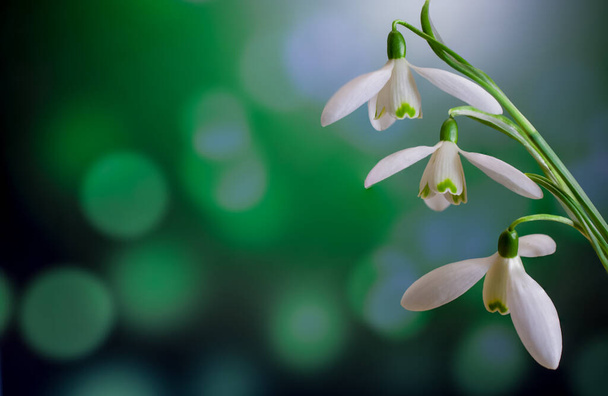 Snowdrops flowers in springtime, floral spring background - Photo, image