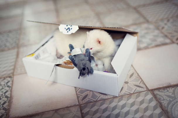 Jonge fret speelt in de speelbox. Nieuwsgierig dier huisdier in huis met speelgoed - Foto, afbeelding