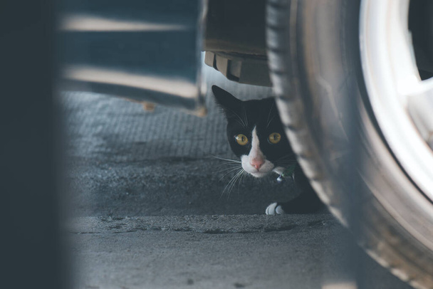 Gato negro detrás del coche entre la rueda o el neumático del vehículo y mira a la cámara. - Foto, Imagen