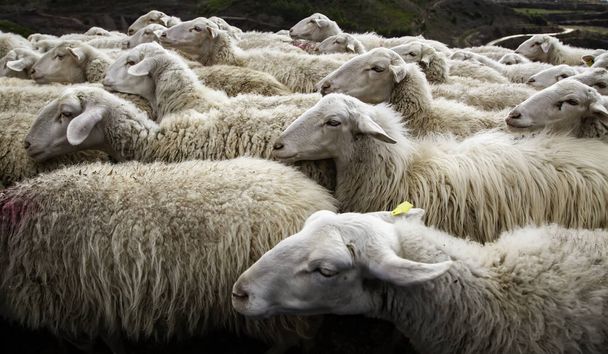 Flock of sheep in field, free farm animals, rancher - Foto, imagen