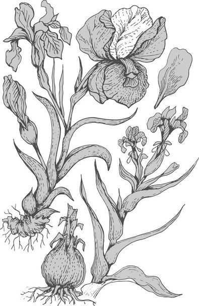Ír virágok tavasszal virágoznak. Grafikus illusztráció kézzel rajzolt vektor. Nyomtatás textil képeslap háttér vázlat firka kifestőkönyv gyerekeknek - Vektor, kép