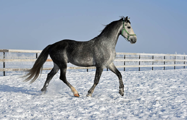 Oryol trotter en invierno en el campo - Foto, imagen