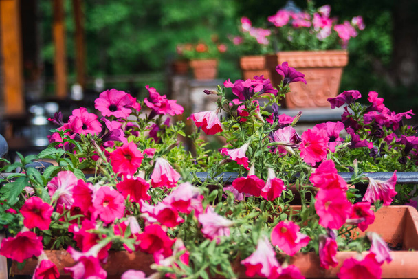 Ogród pełen doniczek z kwiatami petunii intensywnego koloru - fuksja. - Zdjęcie, obraz