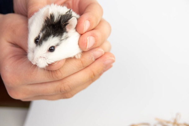 Djungilainen hamsteri sahanpurussa valkoisella taustalla - Valokuva, kuva