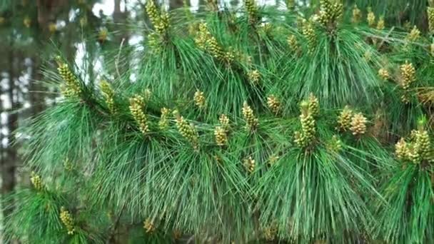 Cultivando conos de pino en las ramas de un árbol silvestre con exuberante follaje de agujas verdes en un bosque de hadas - Imágenes, Vídeo