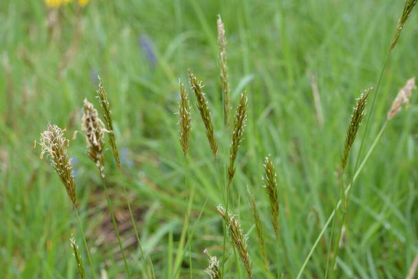 Jasne zielone pole z hierochloe odorata (słodka trawa lub święta trawa) z zamazanym zielonym tle. Słodka tapeta trawiasta - Zdjęcie, obraz