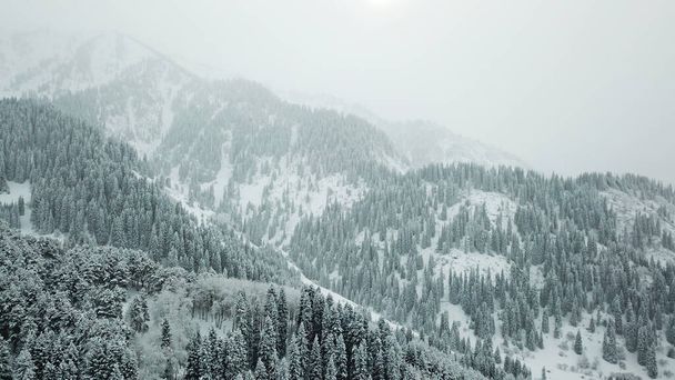 Το χειμερινό δάσος καλύπτεται με φρέσκο χιόνι. Τα βουνά και οι λόφοι είναι ολόλευκα. Το χιόνι πέφτει, ο ουρανός είναι γκρίζος, όλα είναι θολά. Τεράστια έλατα στο χιόνι. Αεροφωτογραφία από τηλεκατευθυνόμενο. - Φωτογραφία, εικόνα