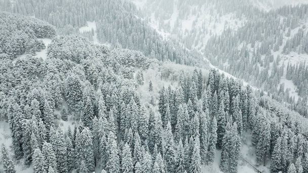 The winter forest is covered with fresh snow. The mountains and hills are completely white. Snow is falling, the sky is gray, everything is foggy. Huge fir trees in the snow. Aerial view from a drone. - Photo, Image