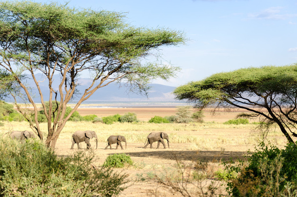 Elephants, Lake Manyara National Park - Photo, Image