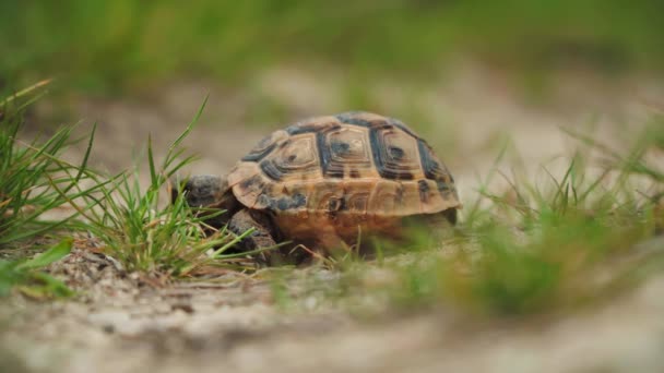 Черепаха ходит по зеленой траве и песчаной дорожке. Снимок с низким углом. - Кадры, видео