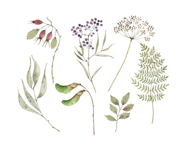 Juego de acuarelas con elementos botánicos, bayas, ramas secas y hojas. pintado a mano sobre fondo blanco - Foto, Imagen