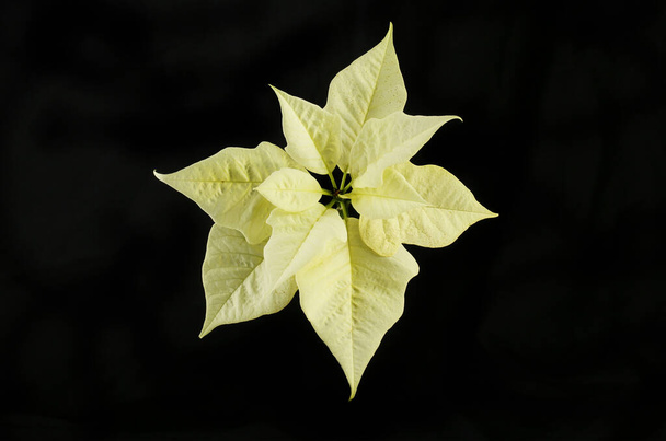 Cream poinsettia leaves isolated against black - Фото, изображение