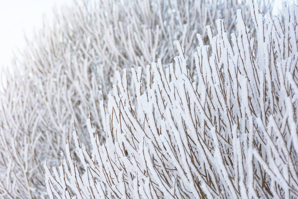 厳しい霜と活発な侵略のために霜で覆われた低木や木の枝 - 写真・画像