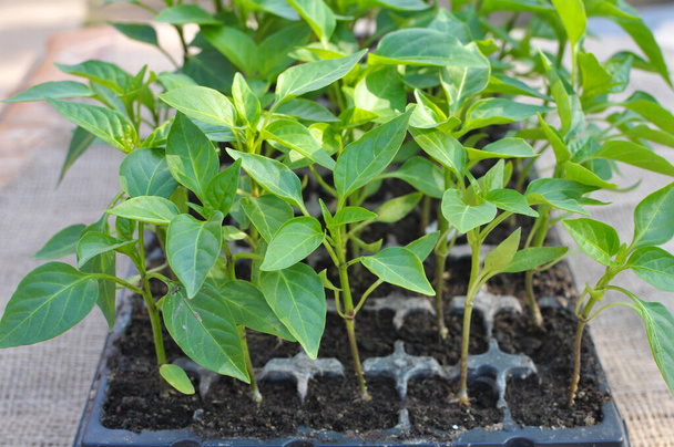 Growing seedlings of sweet pepper in cassettes with organic soil - Photo, Image