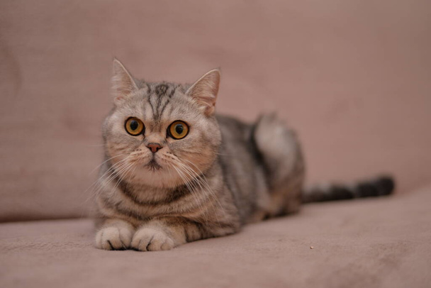 kitten Scottish British cat Burmese munchkin animals - Foto, Imagen