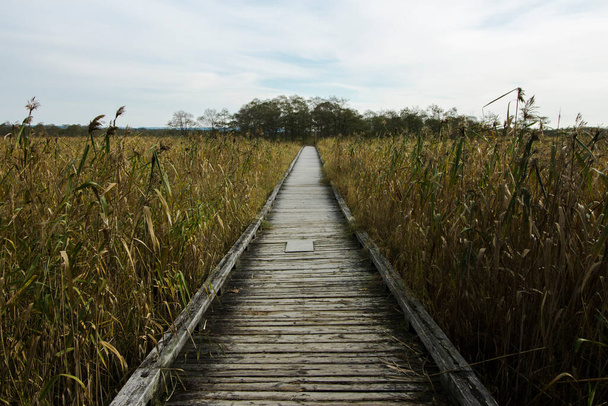 Krajobraz drewnianej ścieżki, gdzie można wędrować po mokradłach Kushiro - Zdjęcie, obraz