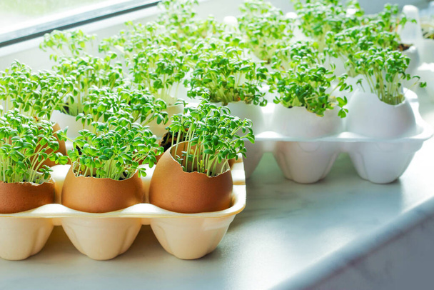 planting seedlings in eggshells and growing useful micro-greenery at home. The concept of organic farming, spring gardening, self-cultivation of micro-greenery and waste-free production. - Photo, Image