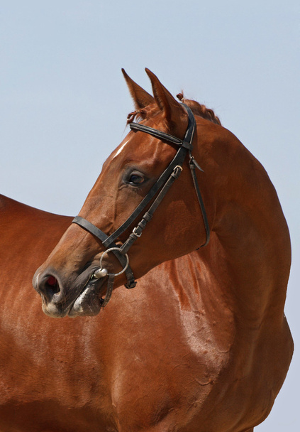 portrét krásné koně - Fotografie, Obrázek