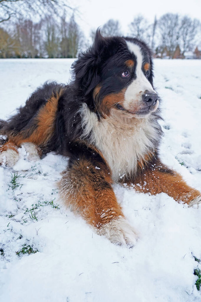 Berner Mountain Dog liggend in de sneeuw - Foto, afbeelding