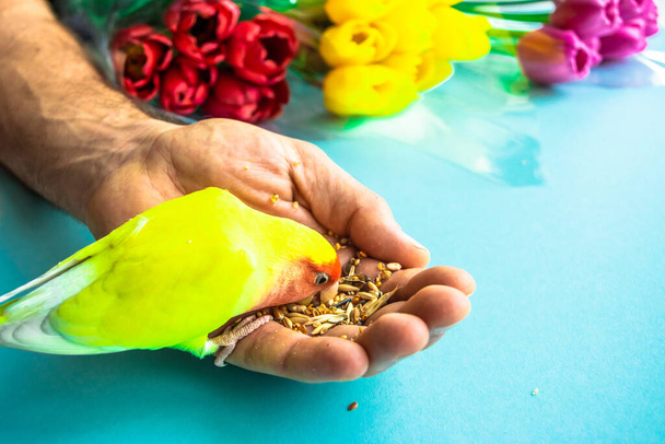 Приручений жовтий папуга кохання (Agapornis roseicollis) їсть зерно з руки чоловіка на тлі різнокольорових букетів тюльпанів на синьому фоні. Копіювати простір
. - Фото, зображення
