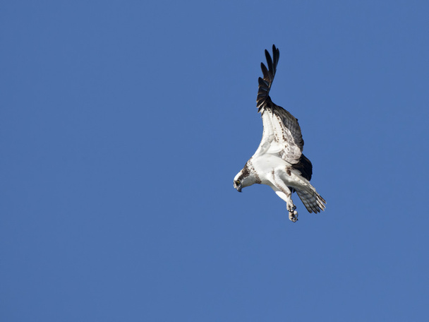 Osprey procura comida
. - Foto, Imagem
