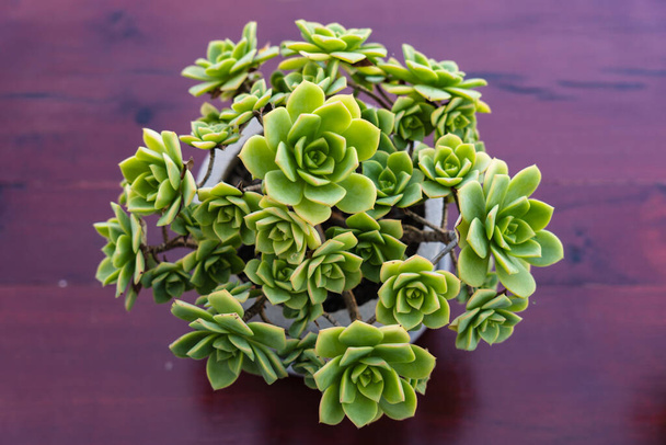 pot with succulent type plant on a wooden table in the garden - Photo, Image