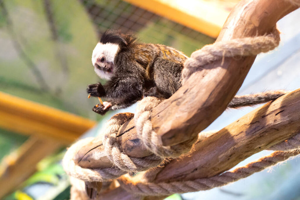 A kis fütyülő majom egy féreggel játszik. Marmoset majom ül egy fán. Majmok eledele - Fotó, kép