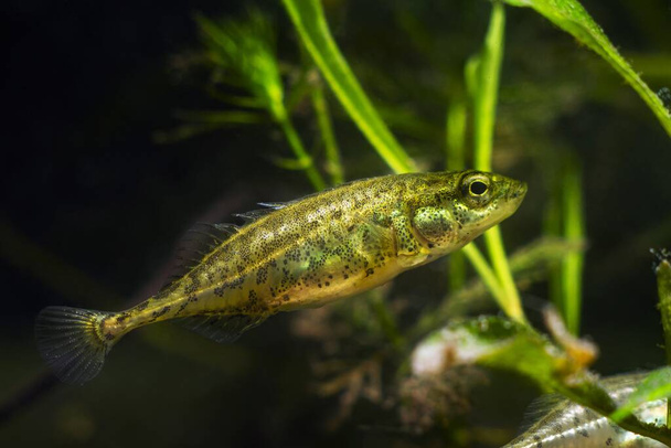 adulto ninespine stickleback, activo y curioso, diminutos peces salvajes decorativos de agua dulce se sienten bien en el acuario biotopo europeo, belleza de la naturaleza - Foto, Imagen