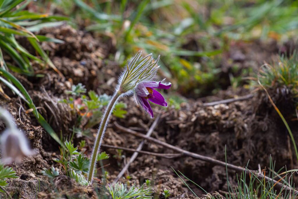wild big solitary pasqueflower plant in green grass clearing, tender deep violet inflorescence in warm sunlight, green ecotourism and nature understanding concept - Photo, Image