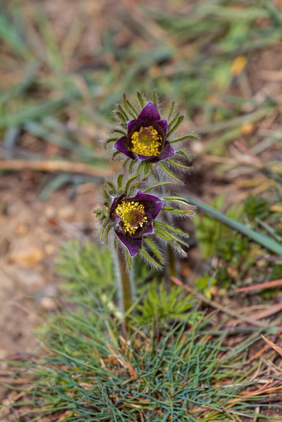 wild pasqueflower plants grow and bloom in green grass clearing, tender deep violet inflorescence, green ecotourism and thirst for life flatlay image - Photo, Image