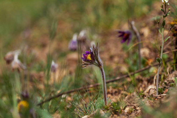group of young pasqueflower plants in green grass field, tender deep violet inflorescence in warm direct sunlight, green ecotourism and nature wonder concept - Photo, Image