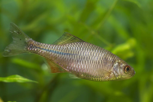 European bitterling, young specimen of wide-spread dwarf Cyprinidae species in spawning colors, freshwater temperate biotope aquarium, beauty of nature - Photo, Image