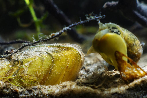 Malermuschel, teilweise im Sand versteckt, Wassermuscheln, Filterwasser, verschwommene Figur der Physa fontinalis auf Glas, Süßwasseraquarium mit gemäßigtem Biotop - Foto, Bild