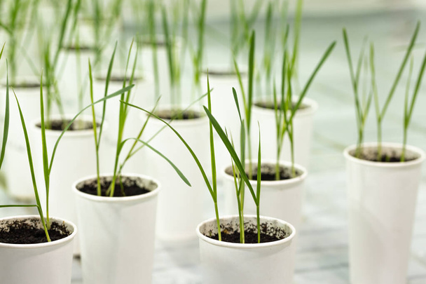 Getreidepflanzen in weißer Tasse. Forschung im Labor - Foto, Bild