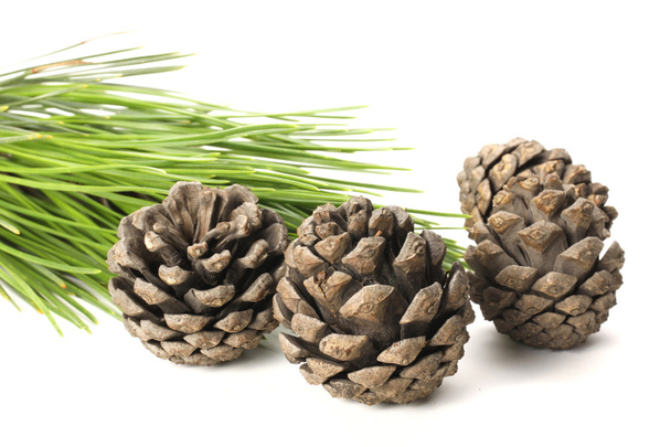 Pine cones and branch - Фото, изображение