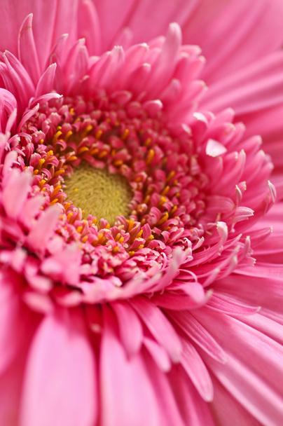 Gerbera flower - Photo, Image