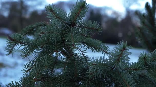 Ramas de pino en invierno nevado telón de fondo - Metraje, vídeo
